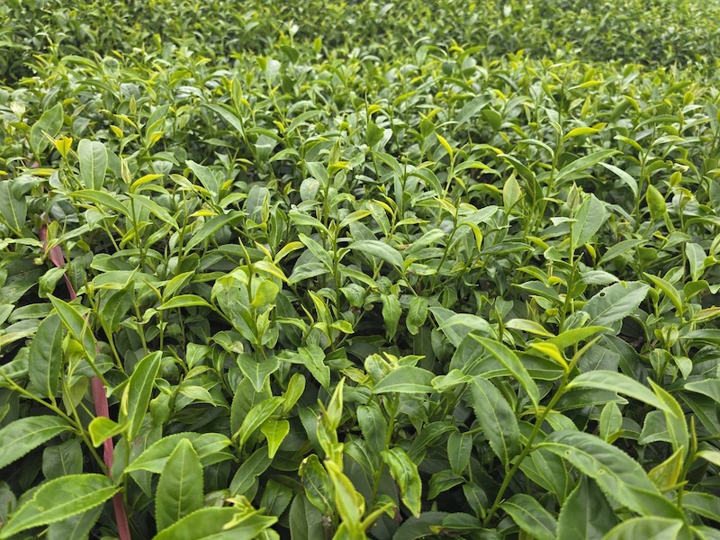 【深焙蜜香烏龍】凍頂貴妃茶